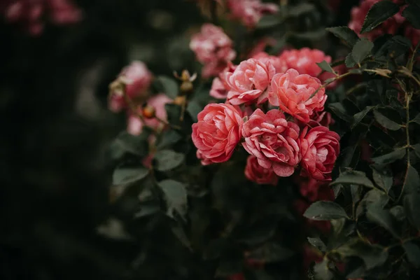 Piękna Róża Ogrodzie Tle Zielonych Liści — Zdjęcie stockowe