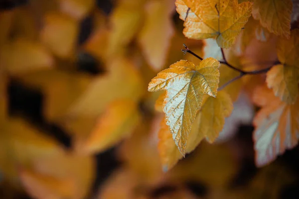 庭の暖かい秋の日に黄色の葉を持つ美しい低木 — ストック写真