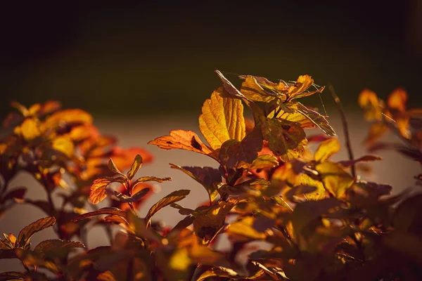 beautiful shrub with yellow leaves in closeup on a warm autumn day in the garden