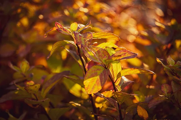 Vacker Buske Med Gula Blad Närbild Varm Höstdag Trädgården — Stockfoto