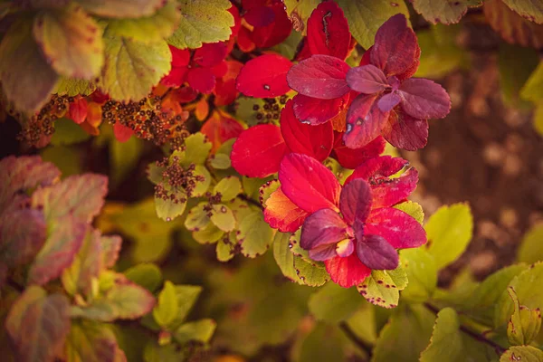 Hermoso Arbusto Con Hojas Rojas Primer Plano Cálido Día Otoño — Foto de Stock