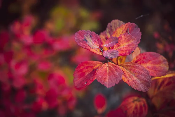 Mooie Struik Met Rode Bladeren Close Een Warme Herfstdag Tuin — Stockfoto