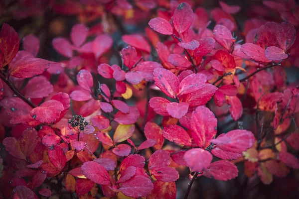 Arbusto Bonito Com Folhas Vermelhas Close Dia Quente Outono Jardim — Fotografia de Stock