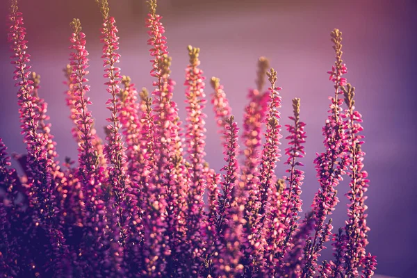 Brezo Púrpura Jardín Otoño Con Sol Cálido —  Fotos de Stock