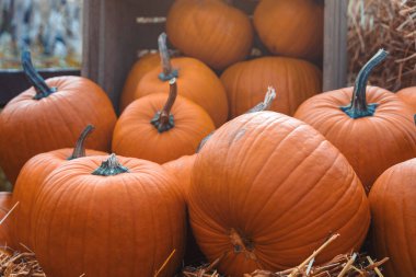 Bahçe bahçesinde güzel bir sonbahar portakal kabağı