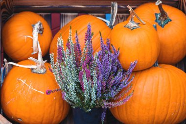 Bahçe bahçesinde güzel bir sonbahar portakal kabağı
