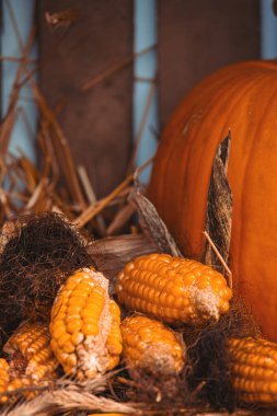 Bahçe bahçesinde güzel bir sonbahar portakal kabağı