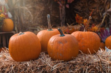 Bahçe bahçesinde güzel bir sonbahar portakal kabağı