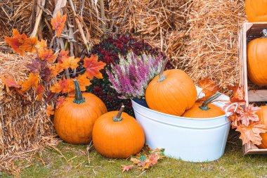 Bahçe bahçesinde güzel bir sonbahar portakal kabağı