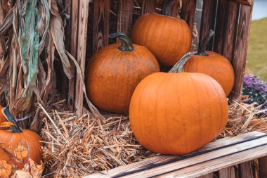 Bahçe bahçesinde güzel bir sonbahar portakal kabağı