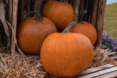 Bahçe bahçesinde güzel bir sonbahar portakal kabağı