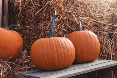 Bahçe bahçesinde güzel bir sonbahar portakal kabağı