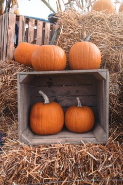 Bahçe bahçesinde güzel bir sonbahar portakal kabağı