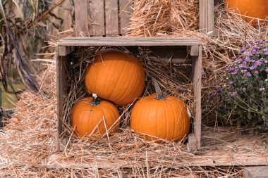Bahçe bahçesinde güzel bir sonbahar portakal kabağı