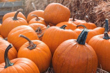 Bahçe bahçesinde güzel bir sonbahar portakal kabağı