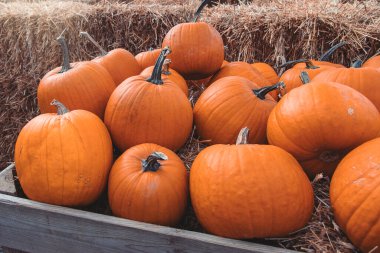 Bahçe bahçesinde güzel bir sonbahar portakal kabağı