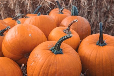 Bahçe bahçesinde güzel bir sonbahar portakal kabağı
