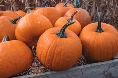 Bahçe bahçesinde güzel bir sonbahar portakal kabağı
