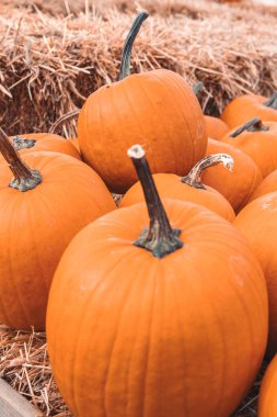 Bahçe bahçesinde güzel bir sonbahar portakal kabağı