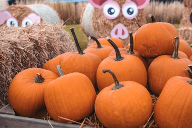 Bahçe bahçesinde güzel bir sonbahar portakal kabağı