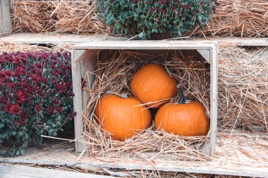 Bahçe bahçesinde güzel bir sonbahar portakal kabağı
