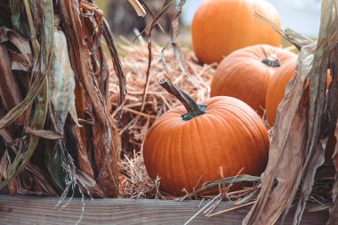 Bahçe bahçesinde güzel bir sonbahar portakal kabağı