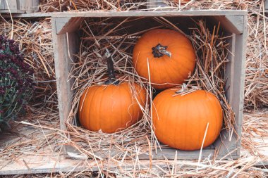 Bahçe bahçesinde güzel bir sonbahar portakal kabağı
