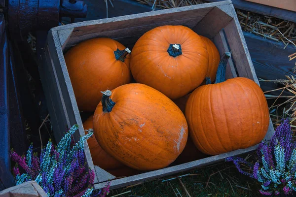 Wunderschöne Große Orangefarbene Herbst Kürbisse Garten — Stockfoto