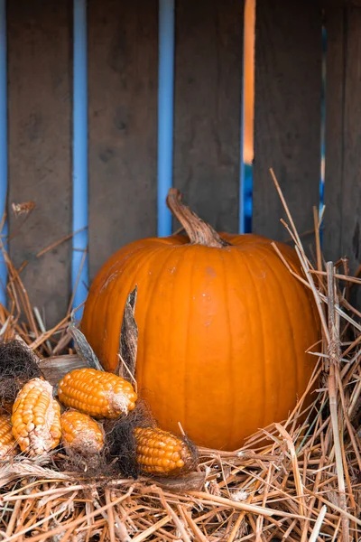 Vackra Stora Höst Orange Pumpor Utomhus Trädgård — Stockfoto