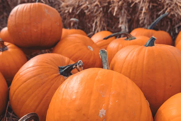 Wunderschöne Große Orangefarbene Herbst Kürbisse Garten — Stockfoto