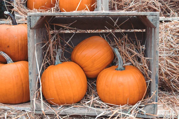 Mooie Grote Herfst Oranje Pompoenen Een Tuin — Stockfoto