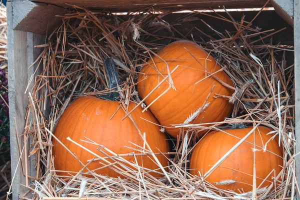 Beautiful Big Autumn Orange Pumpkins Outdoor Garden — Stock Photo, Image