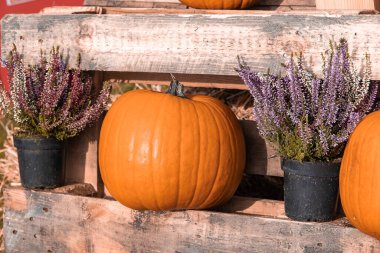 Bahçe bahçesinde güzel bir sonbahar portakal kabağı