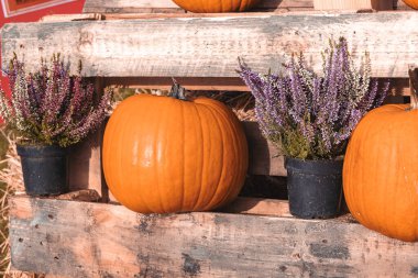 Bahçe bahçesinde güzel bir sonbahar portakal kabağı