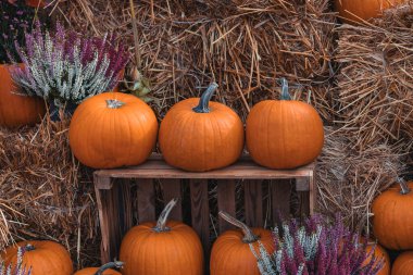 Bahçe bahçesinde güzel bir sonbahar portakal kabağı