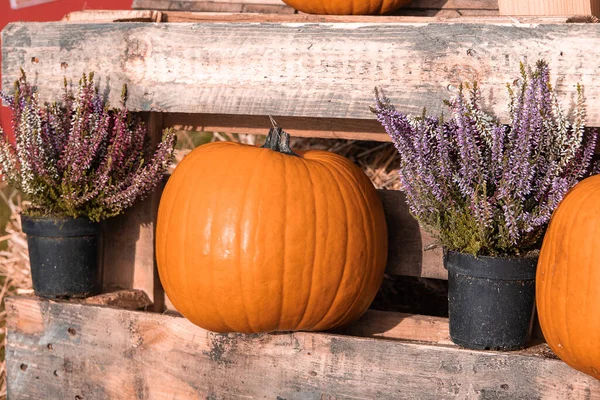 Bahçe bahçesinde güzel bir sonbahar portakal kabağı