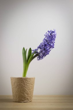 pot ayakta duvar tarafından masada sümbül çiçek