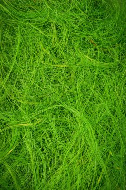 yapay doku yeşil saç ince çimen gibi duvar kağıdı