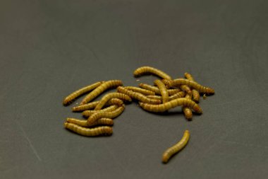 larvalı larva siyah grunge arka plan üzerinde Grup