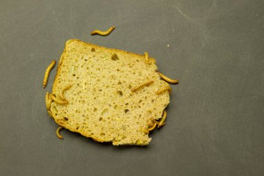 larvalı larva ekmek yeme siyah grunge arka plan üzerinde Grup