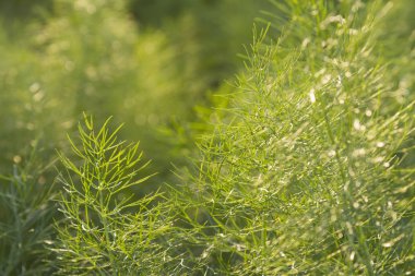 dereotu grup bahçesinde gerçek güneş ışığı ve seçici odak bulunan duvar kağıdı