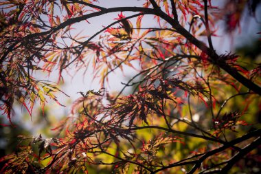 Kırmızı Japon akçaağaç arka ışık ve gökyüzü ile duvar kağıdı