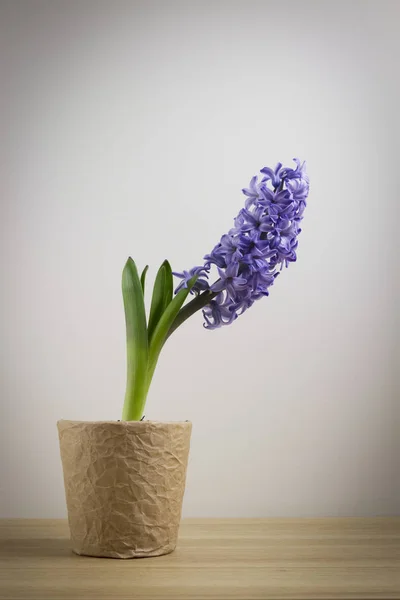 hyacinth flower in pot standing on table by wall