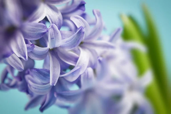 wallpaper close up of violet hyacinth on blue background