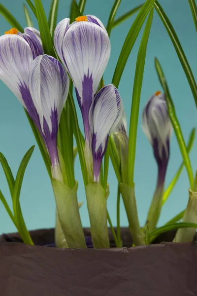 Iris Fiore Vaso Ceramica Sfondo Blu — Foto Stock