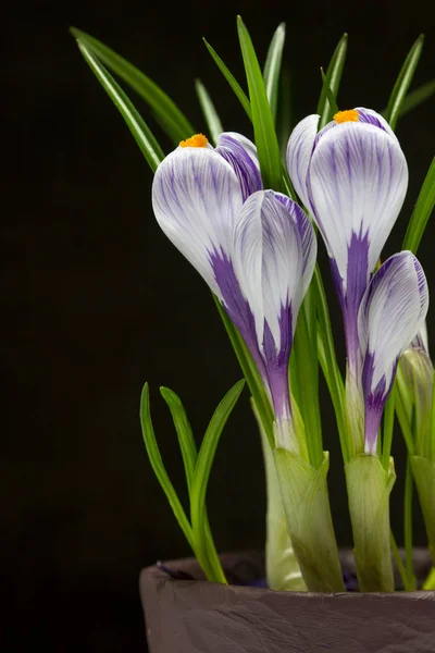 Flor Del Iris Maceta Cerámica Sobre Fondo Negro —  Fotos de Stock