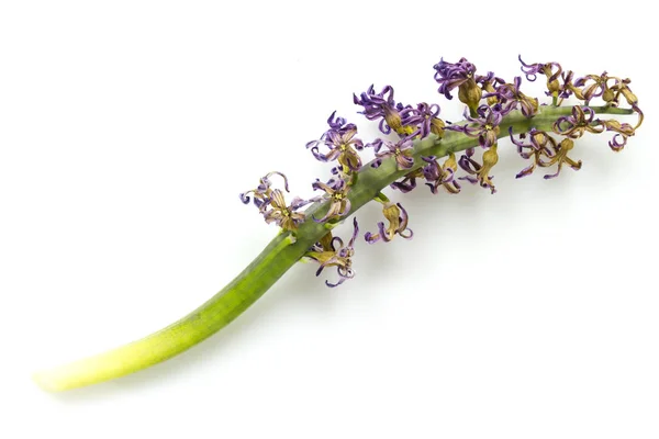 Suché Hyacint Květina Pokládání Izolovaných Bílém Pozadí — Stock fotografie
