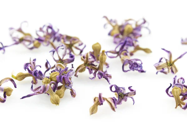 Hrst Suché Zvadlé Iris Květiny Izolovaných Bílém Pozadí — Stock fotografie