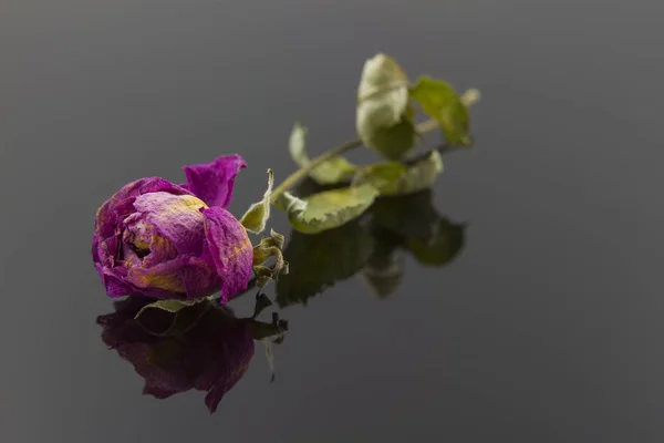 Rosa Seca Aislada Sobre Fondo Negro Reflectante — Foto de Stock