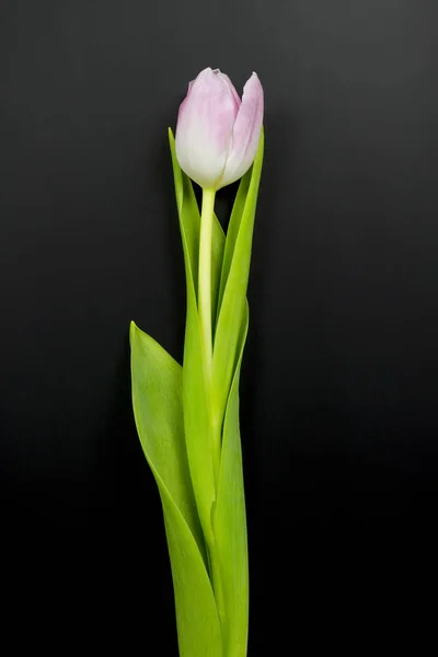 Fondo Pantalla Vista Superior Con Tulipán Rosa Sobre Fondo Negro —  Fotos de Stock